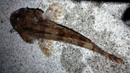 アジが釣りたいのですが・・・