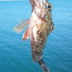 カサゴが沢山つれました。