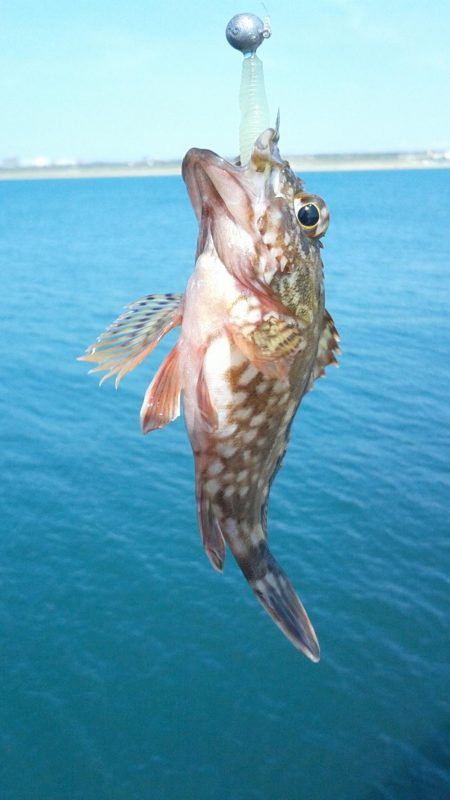 カサゴが沢山つれました。