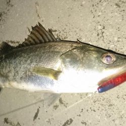 バチ抜け短時間勝負