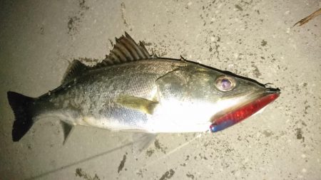 バチ抜け短時間勝負