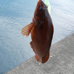 ヒラメがつれました。