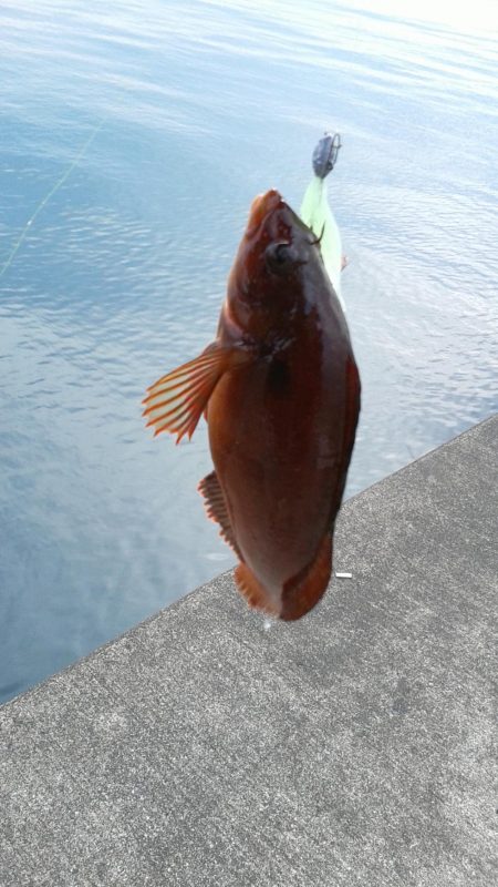 ヒラメがつれました。