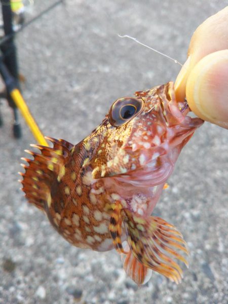 久しぶりのアジング