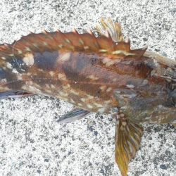 ベッコウゾイが釣れました