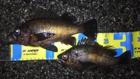 少数メバリング