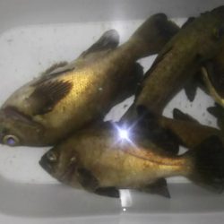 ばらっシング！