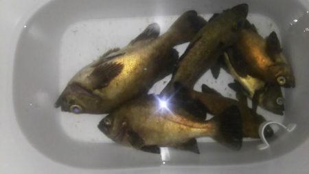 ばらっシング！