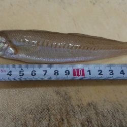 キス釣りスタート