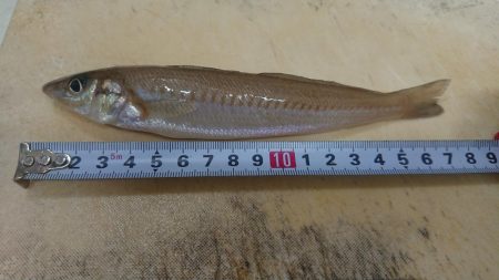 キス釣りスタート