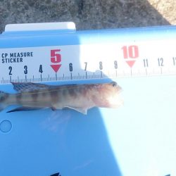 エギングタックルでキス釣り