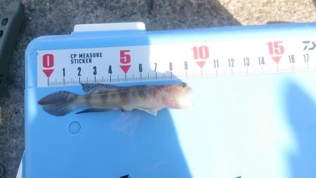 エギングタックルでキス釣り