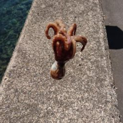 キス開幕してました