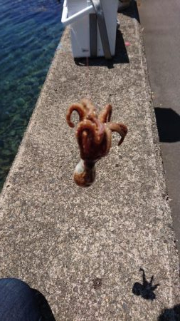 キス開幕してました