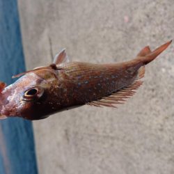 青物＆タチウオ・・・どこ？