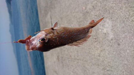 青物＆タチウオ・・・どこ？