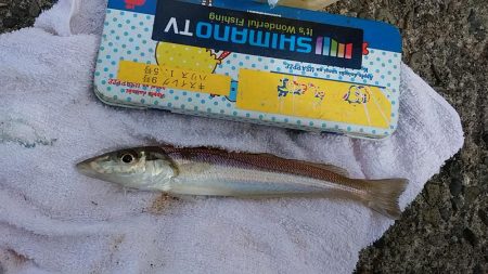 ＧＷラスト釣行