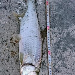 マイポでターポン