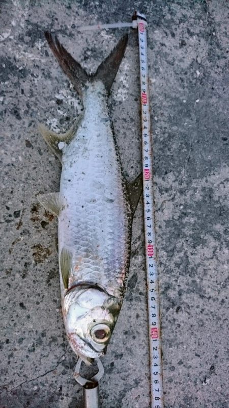 マイポでターポン