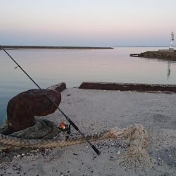 激シブです。オキフエダイ