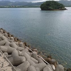 カライワシです。