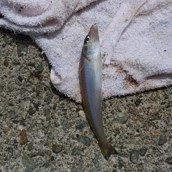 津居山港で撃沈し柴山港へ