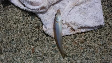 津居山港で撃沈し柴山港へ