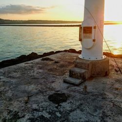 ロウニンアジはピンクカラーがお好き