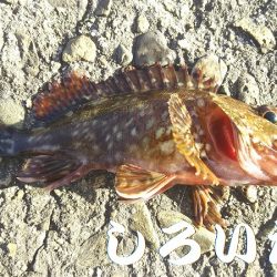 病み上がり、リハビリの釣り。