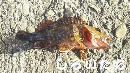 病み上がり、リハビリの釣り。