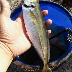 ２日目！キスとアジ。