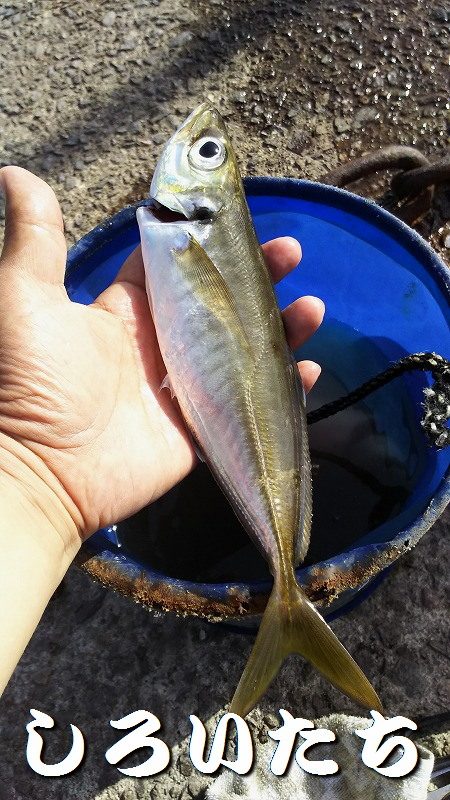 ２日目！キスとアジ。