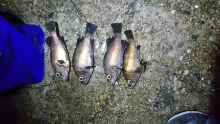 週末メバリング