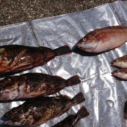 キスはまだかな？ホウボウ釣れた