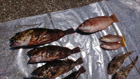 キスはまだかな？ホウボウ釣れた