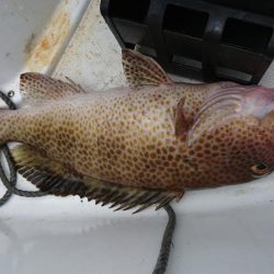 徳島県南タイラバ&ライトジギング