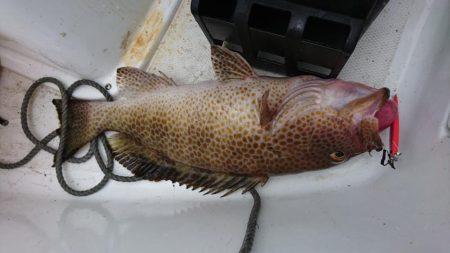 徳島県南タイラバ&ライトジギング