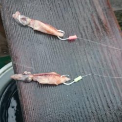 アカムツ  江見港稲荷丸