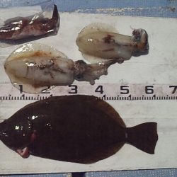 良型ヒラメ キターー