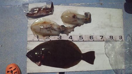 良型ヒラメ キターー