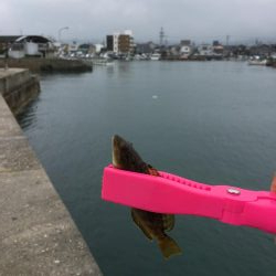 メバリングと根魚狙い！