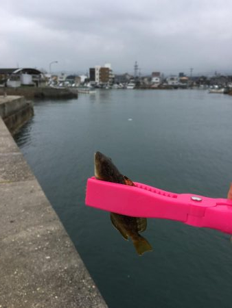 メバリングと根魚狙い！