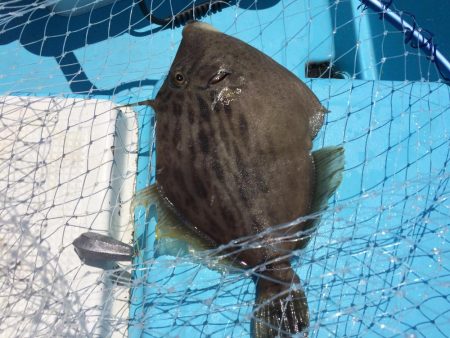 青物不発からのカワハギ