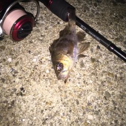 メバリングちびっ子編