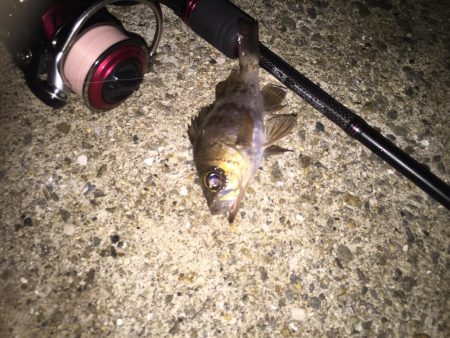 メバリングちびっ子編