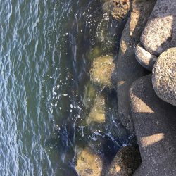 テトラでヘチ釣り