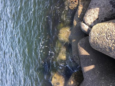 テトラでヘチ釣り