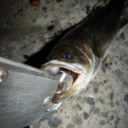 まだいけるかな