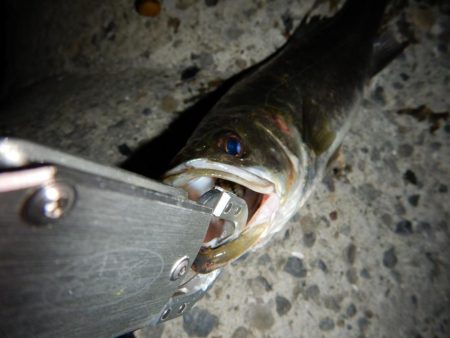 まだいけるかな