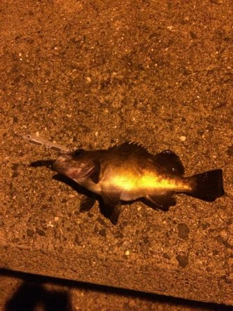 メバルプラッキング